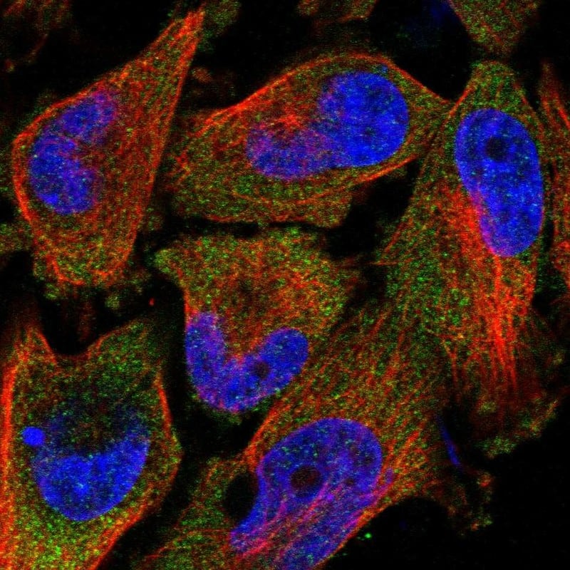 Immunocytochemistry/ Immunofluorescence TAL2 Antibody - BSA Free