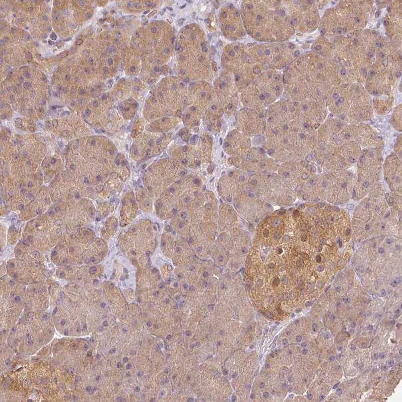 Staining of human pancreas shows moderate cytoplasmic positivity in islets of Langerhans.