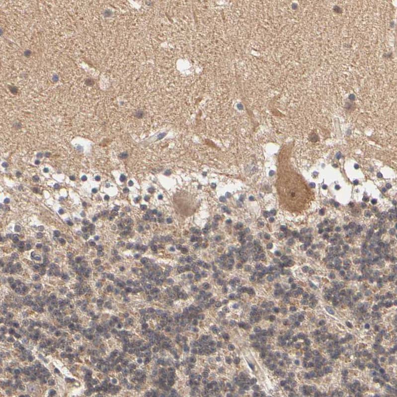 Staining of human cerebellum shows moderate cytoplasmic positivity in Purkinje cells.