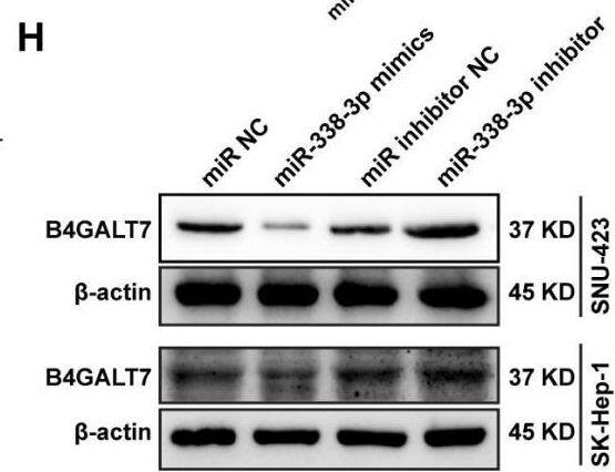 The reciprocal suppression effects of B4GALT7 and miR-338-3p.(A) The potential interaction between B4GALT7 and miR-338-3p predicted by TargetScan. (B) Expression levels of miR-338-3p in HCC cells (SNU-423, SK-Hep-1) and normal liver cell HL-7702. (C) Dual luciferase reporter assay demonstrated the luciferase activities in HEK-293T and SNU-423 cells following the indicated transfection. (D–E) Expression levels of miR-338-3p in SNU-423 and SK-Hep-1 cells with B4GALT7 overexpression and after shRNA mediated B4GALT7 inhibition. (F–G) qPCR and (H) Western blotting analysis of B4GALT7 expression in SNU-423 and SK-Hep-1 cells after transfected with miR-338-3p mimics and inhibitor. *, P < 0.05; **, P < 0.01. Image collected and cropped by CiteAb from the following open publication (//pubmed.ncbi.nlm.nih.gov/38025683), licensed under a CC-BY license. Not internally tested by Novus Biologicals.