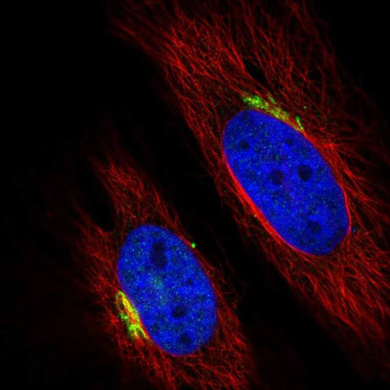 Staining of human cell line HeLa shows localization to the Golgi apparatus.