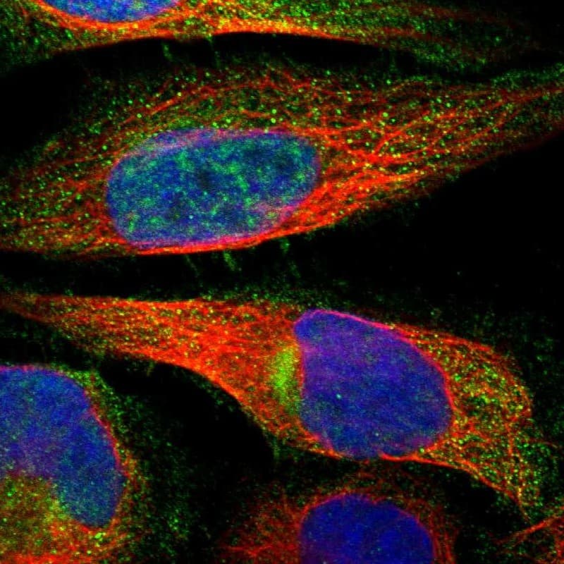 Immunocytochemistry/ Immunofluorescence ZNHIT6 Antibody - BSA Free
