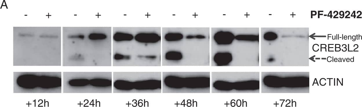 Western Blot: CREB3L2 Antibody [NBP1-88697] - Kinetic & dose analysis of S1P-specific inhibitor PF-429242 during the early phase of ASC generation. (A) In vitro activated human B-cells were treated with 10 μM PF-429242 or vehicle control (dH2O) at day 3 & assessed for CREB3L2 processing at 12 h intervals. Representative results are shown from a total of 7 donors. (B) Samples from part (A) were assessed for cell number at the indicated time points. Displayed are the average cell number ± standard deviation derived from 7 donors. (C) In vitro activated human B-cells from 4 donors were treated with indicated amount PF-429242 or vehicle control (dH2O) at day 3 & assessed for cell number at 48 h. Results are displayed as the percentage viable cells relative to control. Image collected & cropped by CiteAb from the following publication (//pubmed.ncbi.nlm.nih.gov/30254311), licensed under a CC-BY license. Not internally tested by Novus Biologicals.