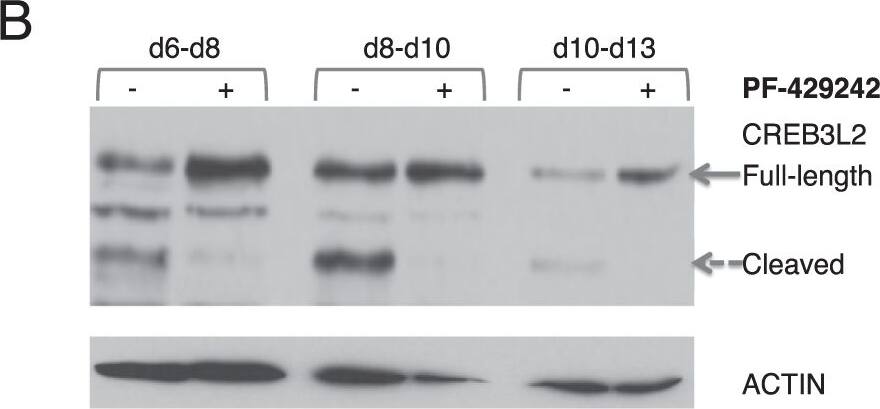 Western Blot: CREB3L2 Antibody [NBP1-88697] - S1P-specific inhibitor PF-429242 blocks CREB3L2 processing. (A) Diagram of CREB3L2 structure with proteolytic cleavage sites. Act domain, Activation Domain. bZIP, Basic Leucine Zipper Domain. TM, Transmembrane Domain. (B) In vitro generated human ASCs were treated with 10 μM PF-429242 or vehicle control (dH2O) on the day that appears first (d6, d8, d10) & protein lysates generated on the day that appears subsequently (d8, d10, d13) were analyzed by Western blotting. Intact & dashed arrows show migration of CREB3L2 full-length protein & cleaved C-terminus, respectively. (C) In vitro differentiated human B-cells were treated with 10 μM PF-429242 or vehicle control (dH2O) at day 6 & analyzed subsequently for phenotype on the indicated days. Live cells were evaluated for expression of B-cell markers CD19 & CD20 & ASC markers CD38 & CD138. Percentages of cells are shown within the quadrant gates. The experiment was performed with 4 donors, a representative donor is shown. (D) Samples treated as in part (B) were assessed for cell number using CountBright beads. (E) In vitro activated human B-cells from 4 donors were treated with indicated amount PF-429242 or vehicle control (dH2O) at day 6 & assessed for cell number at 48 h. Results are displayed as the percentage viable cells relative to control. Supernatants from samples in part (B) were analyzed by ELISA for production of (F) IgM & (G) IgG. Significance was determined by t-test. Image collected & cropped by CiteAb from the following publication (//pubmed.ncbi.nlm.nih.gov/30254311), licensed under a CC-BY license. Not internally tested by Novus Biologicals.