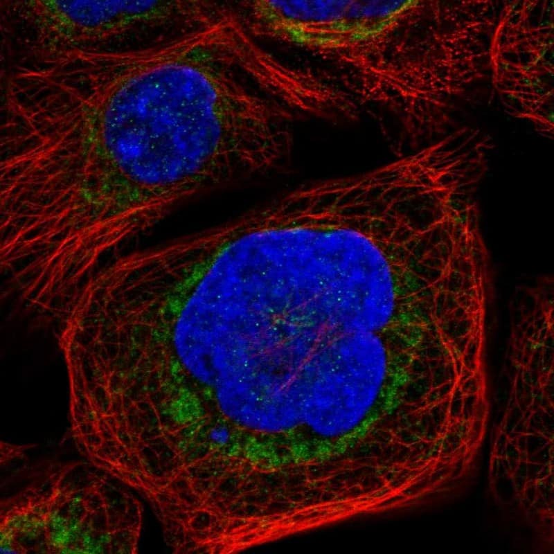 Staining of human cell line A-431 shows localization to mitochondria.