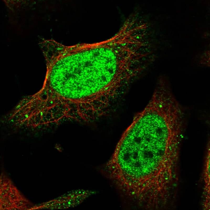 Immunocytochemistry/ Immunofluorescence POGK Antibody - BSA Free