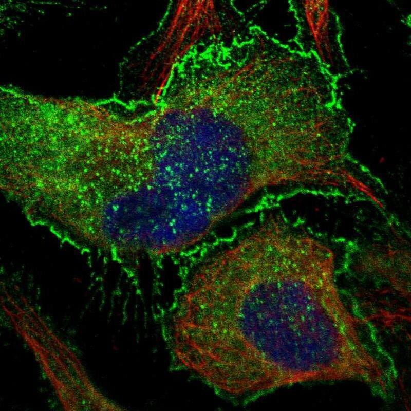 Staining of human cell line U-2 OS shows localization to plasma membrane & cytosol.