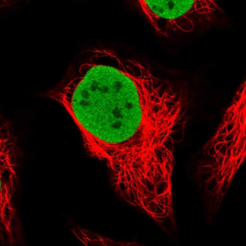 Staining of human cell line U-2 OS shows localization to nucleoplasm.