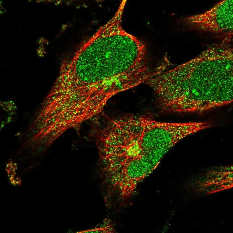 Immunocytochemistry/ Immunofluorescence PPIL6 Antibody - BSA Free