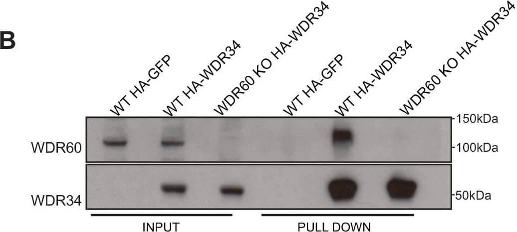 Western Blot: WDR34 Antibody [NBP1-88805] - HA-WDR34 & HA-WDR60 expression in WT & KO cells.(A) Pull down of HA-WDR60 in WT & WDR34 KO cells. HA-WDR60 pulls down WDR34 in WT but not in KO cells (B) Pull down of HA-WDR34 in WT & WDR60 KO cells. HA-WDR34 pulls down WDR60 in WT but not in KO cells. (C) Immunoprecipitation of HA-tagged GFP, WDR60, & WDR34 followed by immunoblot for LIC3. Image collected & cropped by CiteAb from the following publication (//pubmed.ncbi.nlm.nih.gov/30320547), licensed under a CC-BY license. Not internally tested by Novus Biologicals.