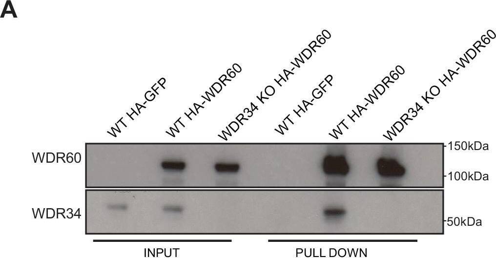 Western Blot: WDR34 Antibody [NBP1-88805] - HA-WDR34 & HA-WDR60 expression in WT & KO cells.(A) Pull down of HA-WDR60 in WT & WDR34 KO cells. HA-WDR60 pulls down WDR34 in WT but not in KO cells (B) Pull down of HA-WDR34 in WT & WDR60 KO cells. HA-WDR34 pulls down WDR60 in WT but not in KO cells. (C) Immunoprecipitation of HA-tagged GFP, WDR60, & WDR34 followed by immunoblot for LIC3. Image collected & cropped by CiteAb from the following publication (//pubmed.ncbi.nlm.nih.gov/30320547), licensed under a CC-BY license. Not internally tested by Novus Biologicals.
