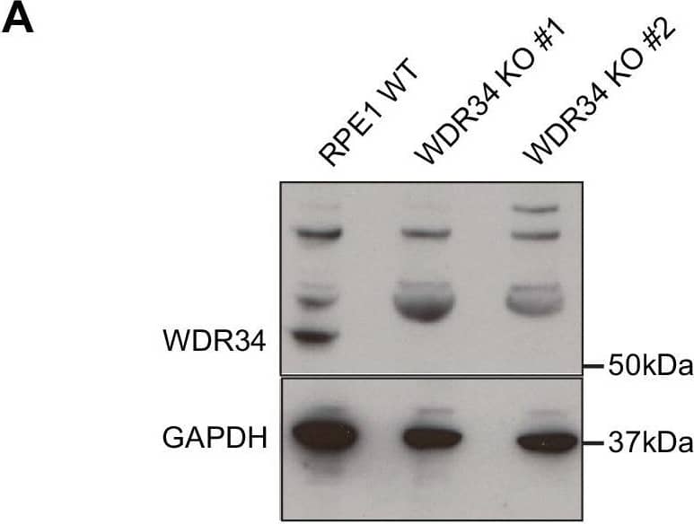 Western Blot: WDR34 Antibody [NBP1-88805] - CRISPR control cells lines show no defect in ciliogenesis.(A & B) Immunoblotting for WDR34 & WDR60 in WT & KO cells. (A) A 52 kDa band, corresponding to WDR34 is lost in WDR34 KO cells lysate. (B) A WDR60 band of 123 kDa is lost in the WDR60 KO cells lysate. (C) WDR34 KO CTRL & WDR60 KO CTRL cells stained with Arl13b (green) & AcTub (red). (D) WDR60 KO CTRL cells stained with IFT88 (green). (Di) IFT88 intensity quantification in WT & WDR60 KO CTRL cells (n = 3, 98 WT, 102 WDR60 KO CTRL, & 122 WDR60 KO cells quantified). Mann-Whitney test was used, p-value: *=<0.05 as above. Scale bars 5 μm. Image collected & cropped by CiteAb from the following publication (//pubmed.ncbi.nlm.nih.gov/30320547), licensed under a CC-BY license. Not internally tested by Novus Biologicals.
