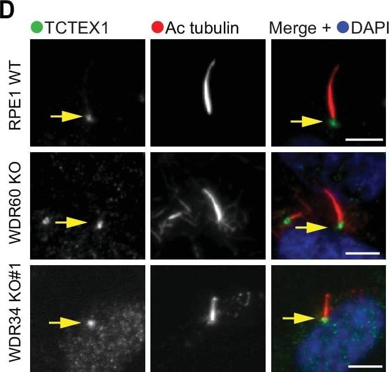 Immunocytochemistry/ Immunofluorescence: WDR34 Antibody [NBP1-88805] - Dynein-2 assembly in primary cilium.(A) Immunoblotting for WDR60 & WDR34 in WT, WDR34 KO#1 & WDR60 KO cells. Arrows indicate WDR34 & WDR60 proteins. (B) LIC3/DYNC2LI1 localization in the cilia of WT, WDR34 KO#1 & WDR60 KO cells. (C) DHC2/DYNC2H1 localization at the ciliary base in WT & KO cells. (Ci) Intensity quantification shows a reduction of DHC2/DYNC2H1 at the ciliary base in WDR34 KO#1 cells (n = 3, 120 WT, 106 WDR60 KO, & 71 WDR34 KO #1 cells quantified). (D) TCTEX1/DYNLT1 localizes at the ciliary base in WT & KO cells. (Di) Intensity quantification of TCTEX1/DYNLT1 at the ciliary base (n = 3 115 WT, 85 WDR60 KO, & 50 WDR34 KO#1 cells quantified). Mann-Whitney test, p-value: ****=<0.0001. Scale bars 5 μm. Arrows point to the ciliary base.Overexpression of WDR34 cannot rescue WDR60 KO phenotype & vice versa.(A) HA-WDR60 localization in WT & WDR34 KO cells. (Ai) Intensity quantification of HA-WDR60 in primary cilia (n = 3, 50 WT & 50 WDR34 KO cells quantified). Mann-Whitney test was used, p-value: ****=<0.0001. (B) HA-WDR34 localization in WT & WDR60 cells. For HA immunolabeling in Fig. A & B cells were treated with cytoskeletal buffer as described in methods. (C) Arl13b staining of WDR34 KO cells expressing HA-WDR60. HA labeling in green shows stable expression of HA-WDR60. (D) IFT88 localizes predominantly at the ciliary base in WT cells whereas WDR60 KO cells stably expressing HA-WDR34 accumulate IFT88 at the ciliary tip, similar to untransfected WDR60 KO cells. Scale bars 5 μm. Image collected & cropped by CiteAb from the following publication (//pubmed.ncbi.nlm.nih.gov/30320547), licensed under a CC-BY license. Not internally tested by Novus Biologicals.