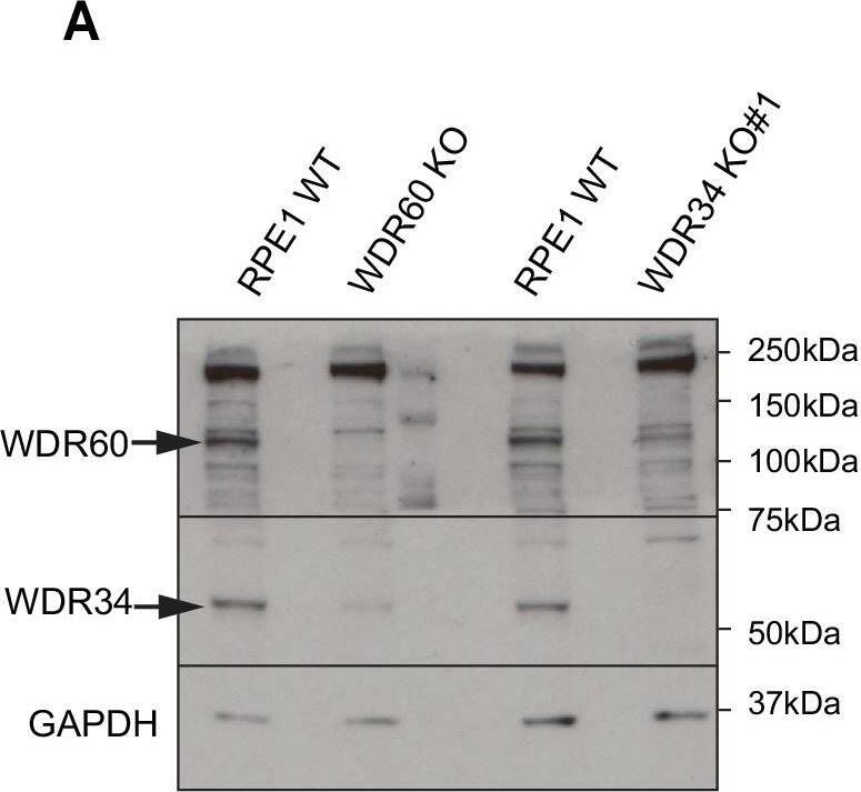 Western Blot: WDR34 Antibody [NBP1-88805] - Dynein-2 assembly in primary cilium.(A) Immunoblotting for WDR60 & WDR34 in WT, WDR34 KO#1 & WDR60 KO cells. Arrows indicate WDR34 & WDR60 proteins. (B) LIC3/DYNC2LI1 localization in the cilia of WT, WDR34 KO#1 & WDR60 KO cells. (C) DHC2/DYNC2H1 localization at the ciliary base in WT & KO cells. (Ci) Intensity quantification shows a reduction of DHC2/DYNC2H1 at the ciliary base in WDR34 KO#1 cells (n = 3, 120 WT, 106 WDR60 KO, & 71 WDR34 KO #1 cells quantified). (D) TCTEX1/DYNLT1 localizes at the ciliary base in WT & KO cells. (Di) Intensity quantification of TCTEX1/DYNLT1 at the ciliary base (n = 3 115 WT, 85 WDR60 KO, & 50 WDR34 KO#1 cells quantified). Mann-Whitney test, p-value: ****=<0.0001. Scale bars 5 μm. Arrows point to the ciliary base.Overexpression of WDR34 cannot rescue WDR60 KO phenotype & vice versa.(A) HA-WDR60 localization in WT & WDR34 KO cells. (Ai) Intensity quantification of HA-WDR60 in primary cilia (n = 3, 50 WT & 50 WDR34 KO cells quantified). Mann-Whitney test was used, p-value: ****=<0.0001. (B) HA-WDR34 localization in WT & WDR60 cells. For HA immunolabeling in Fig. A & B cells were treated with cytoskeletal buffer as described in methods. (C) Arl13b staining of WDR34 KO cells expressing HA-WDR60. HA labeling in green shows stable expression of HA-WDR60. (D) IFT88 localizes predominantly at the ciliary base in WT cells whereas WDR60 KO cells stably expressing HA-WDR34 accumulate IFT88 at the ciliary tip, similar to untransfected WDR60 KO cells. Scale bars 5 μm. Image collected & cropped by CiteAb from the following publication (//pubmed.ncbi.nlm.nih.gov/30320547), licensed under a CC-BY license. Not internally tested by Novus Biologicals.