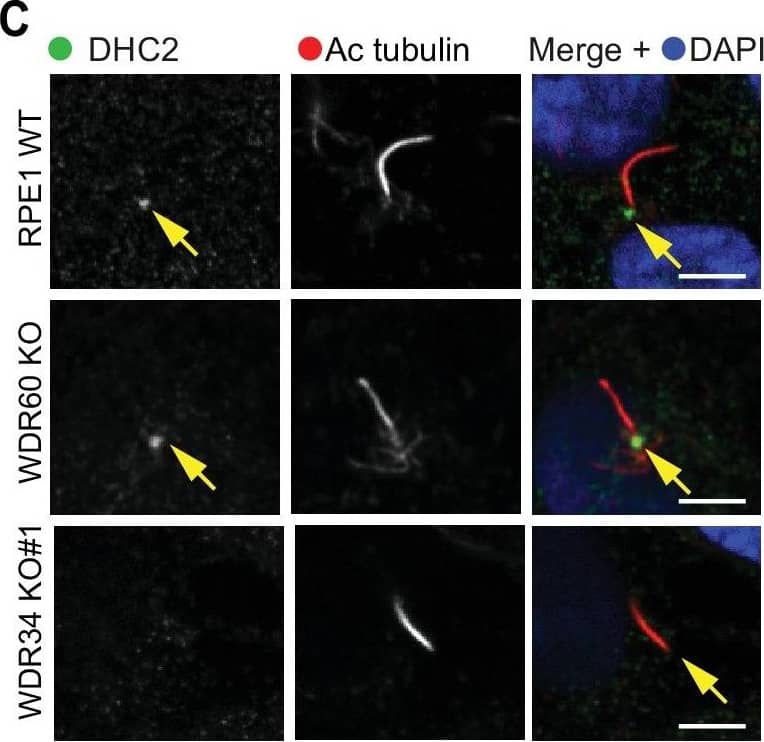 Immunocytochemistry/ Immunofluorescence: WDR34 Antibody [NBP1-88805] - Dynein-2 assembly in primary cilium.(A) Immunoblotting for WDR60 & WDR34 in WT, WDR34 KO#1 & WDR60 KO cells. Arrows indicate WDR34 & WDR60 proteins. (B) LIC3/DYNC2LI1 localization in the cilia of WT, WDR34 KO#1 & WDR60 KO cells. (C) DHC2/DYNC2H1 localization at the ciliary base in WT & KO cells. (Ci) Intensity quantification shows a reduction of DHC2/DYNC2H1 at the ciliary base in WDR34 KO#1 cells (n = 3, 120 WT, 106 WDR60 KO, & 71 WDR34 KO #1 cells quantified). (D) TCTEX1/DYNLT1 localizes at the ciliary base in WT & KO cells. (Di) Intensity quantification of TCTEX1/DYNLT1 at the ciliary base (n = 3 115 WT, 85 WDR60 KO, & 50 WDR34 KO#1 cells quantified). Mann-Whitney test, p-value: ****=<0.0001. Scale bars 5 μm. Arrows point to the ciliary base.Overexpression of WDR34 cannot rescue WDR60 KO phenotype & vice versa.(A) HA-WDR60 localization in WT & WDR34 KO cells. (Ai) Intensity quantification of HA-WDR60 in primary cilia (n = 3, 50 WT & 50 WDR34 KO cells quantified). Mann-Whitney test was used, p-value: ****=<0.0001. (B) HA-WDR34 localization in WT & WDR60 cells. For HA immunolabeling in Fig. A & B cells were treated with cytoskeletal buffer as described in methods. (C) Arl13b staining of WDR34 KO cells expressing HA-WDR60. HA labeling in green shows stable expression of HA-WDR60. (D) IFT88 localizes predominantly at the ciliary base in WT cells whereas WDR60 KO cells stably expressing HA-WDR34 accumulate IFT88 at the ciliary tip, similar to untransfected WDR60 KO cells. Scale bars 5 μm. Image collected & cropped by CiteAb from the following publication (//pubmed.ncbi.nlm.nih.gov/30320547), licensed under a CC-BY license. Not internally tested by Novus Biologicals.