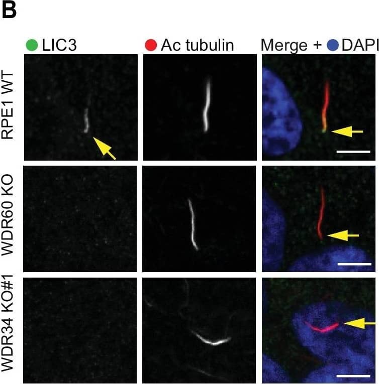 Immunocytochemistry/ Immunofluorescence: WDR34 Antibody [NBP1-88805] - Dynein-2 assembly in primary cilium.(A) Immunoblotting for WDR60 & WDR34 in WT, WDR34 KO#1 & WDR60 KO cells. Arrows indicate WDR34 & WDR60 proteins. (B) LIC3/DYNC2LI1 localization in the cilia of WT, WDR34 KO#1 & WDR60 KO cells. (C) DHC2/DYNC2H1 localization at the ciliary base in WT & KO cells. (Ci) Intensity quantification shows a reduction of DHC2/DYNC2H1 at the ciliary base in WDR34 KO#1 cells (n = 3, 120 WT, 106 WDR60 KO, & 71 WDR34 KO #1 cells quantified). (D) TCTEX1/DYNLT1 localizes at the ciliary base in WT & KO cells. (Di) Intensity quantification of TCTEX1/DYNLT1 at the ciliary base (n = 3 115 WT, 85 WDR60 KO, & 50 WDR34 KO#1 cells quantified). Mann-Whitney test, p-value: ****=<0.0001. Scale bars 5 μm. Arrows point to the ciliary base.Overexpression of WDR34 cannot rescue WDR60 KO phenotype & vice versa.(A) HA-WDR60 localization in WT & WDR34 KO cells. (Ai) Intensity quantification of HA-WDR60 in primary cilia (n = 3, 50 WT & 50 WDR34 KO cells quantified). Mann-Whitney test was used, p-value: ****=<0.0001. (B) HA-WDR34 localization in WT & WDR60 cells. For HA immunolabeling in Fig. A & B cells were treated with cytoskeletal buffer as described in methods. (C) Arl13b staining of WDR34 KO cells expressing HA-WDR60. HA labeling in green shows stable expression of HA-WDR60. (D) IFT88 localizes predominantly at the ciliary base in WT cells whereas WDR60 KO cells stably expressing HA-WDR34 accumulate IFT88 at the ciliary tip, similar to untransfected WDR60 KO cells. Scale bars 5 μm. Image collected & cropped by CiteAb from the following publication (//pubmed.ncbi.nlm.nih.gov/30320547), licensed under a CC-BY license. Not internally tested by Novus Biologicals.