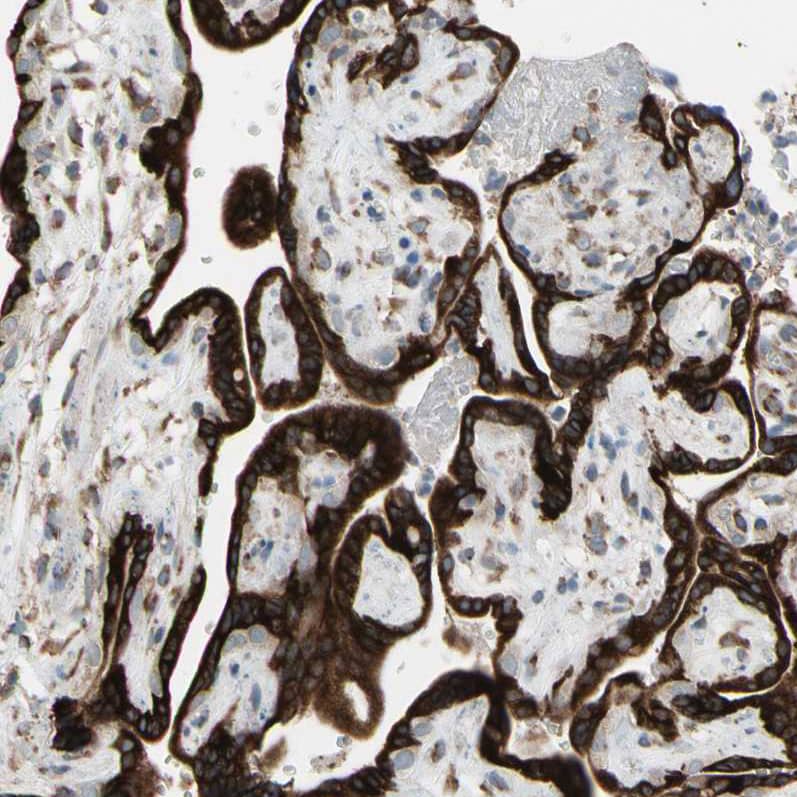 Staining of human placenta shows strong granular cytoplasmic positivity in trophoblastic cells.