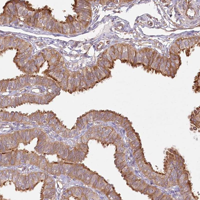 Staining of human fallopian tube shows strong cytoplasmic positivity in glandular cells.