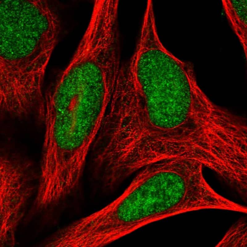Staining of human cell line U-2 OS shows localization to nucleoplasm.
