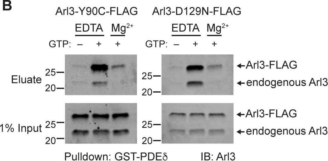 Arl3-Y90C is a fast cycling GTPase.(A) 1% input (I) and eluates (E) from GST-PDEδ pulldowns using AD-293 lysates expressing 3XFLAG-tagged Arl3 mutants immunoblotted with anti-FLAG antibodies. (B) Arl3-Y90C-FLAG or Arl3-D129N-FLAG lysates were incubated with 10 mM ethylenediaminetetraacetic acid (EDTA) and/or 10 mM GTP, spiked with Mg2+, and precipitated with GST-PDEδ. Westerns immunoblotted for Arl3 with eluates shown on top, and 1% inputs shown below. Arl3-FLAG and endogenous Arl3 bands labeled. (C) Representative retinal cross-sections from Arl3-Y90C-FLAG- or Arl3-D129N-expressing rod photoreceptors stained with anti-FLAG antibodies (green) and counterstained with Hoechst (blue). Scale bars, 5 um. Nuclear position of electroporated rods represented as described in Figure 1.Figure 2—source data 1.Raw western blot images.Raw western blot images.GTP loading of wild-type Arl3-FLAG.Arl3-FLAG lysates were incubated with 10 mM EDTA and/or 10 mM GTP, spiked with Mg2+, and precipitated with GST-PDEδ. Westerns immunoblotted for Arl3 with eluates shown on top, and 1% inputs shown below. Arl3-FLAG and endogenous Arl3 bands labeled.Unlike Arl3-Q71L, Arl3-D67V does not form a ternary complex with RP2 and PDEδ.1% input (I) and eluates (E) from GST-PDEδ pulldowns using AD-293 lysates expressing 3XFLAG-tagged Arl3 mutants immunoblotted with anti-RP2 antibodies. Image collected and cropped by CiteAb from the following open publication (//pubmed.ncbi.nlm.nih.gov/36598133), licensed under a CC-BY license. Not internally tested by Novus Biologicals.