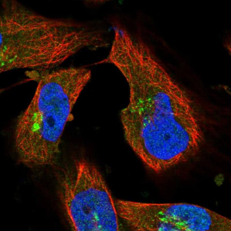 Staining of human cell line U-251 MG shows localization to nucleoplasm & the Golgi apparatus.