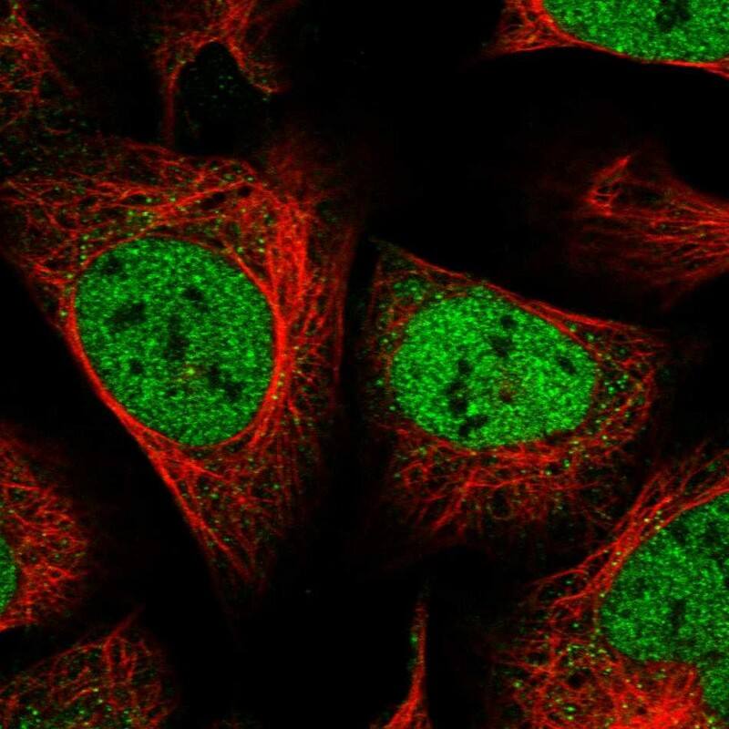 Staining of human cell line U-2 OS shows localization to nucleoplasm.