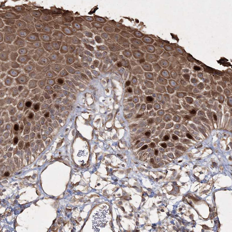 Immunohistochemistry-Paraffin PRC1 Antibody - BSA Free