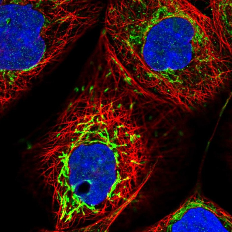 Immunocytochemistry/ Immunofluorescence SMPDL3A Antibody - BSA Free