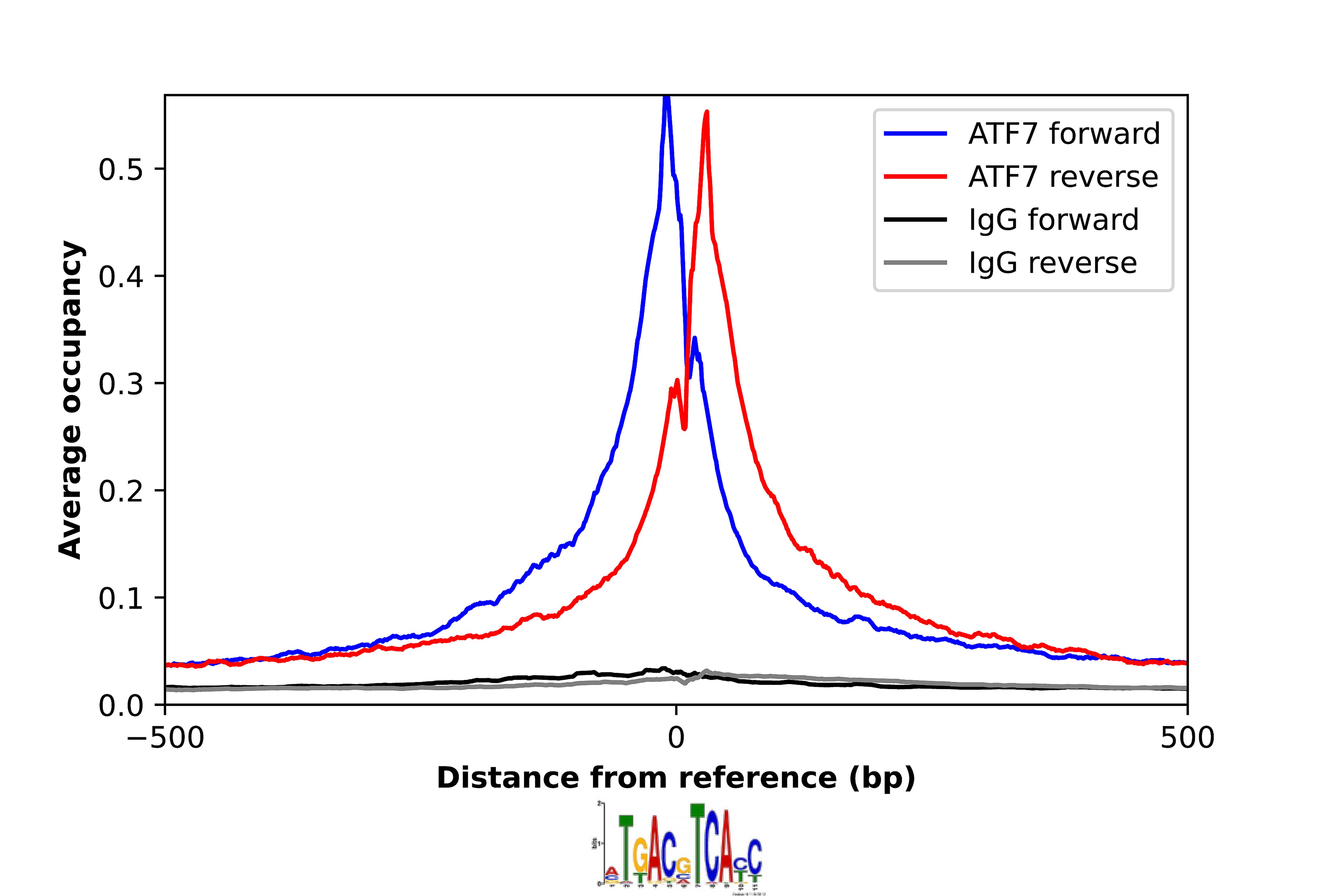 Chromatin Immunoprecipitation ATF7 Antibody - BSA Free