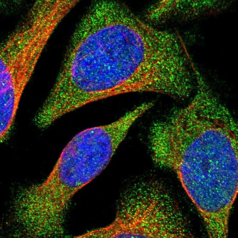 Staining of human cell line U-2 OS shows localization to cytosol.