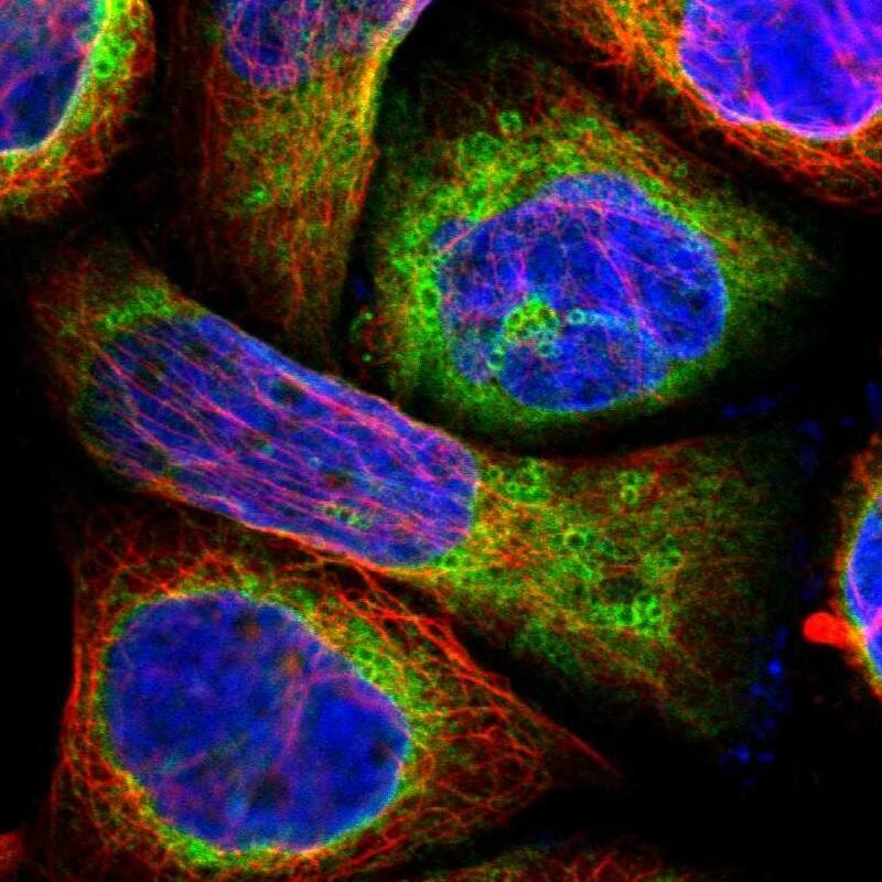 Staining of human cell line A-431 shows localization to endoplasmic reticulum & lipid droplets.