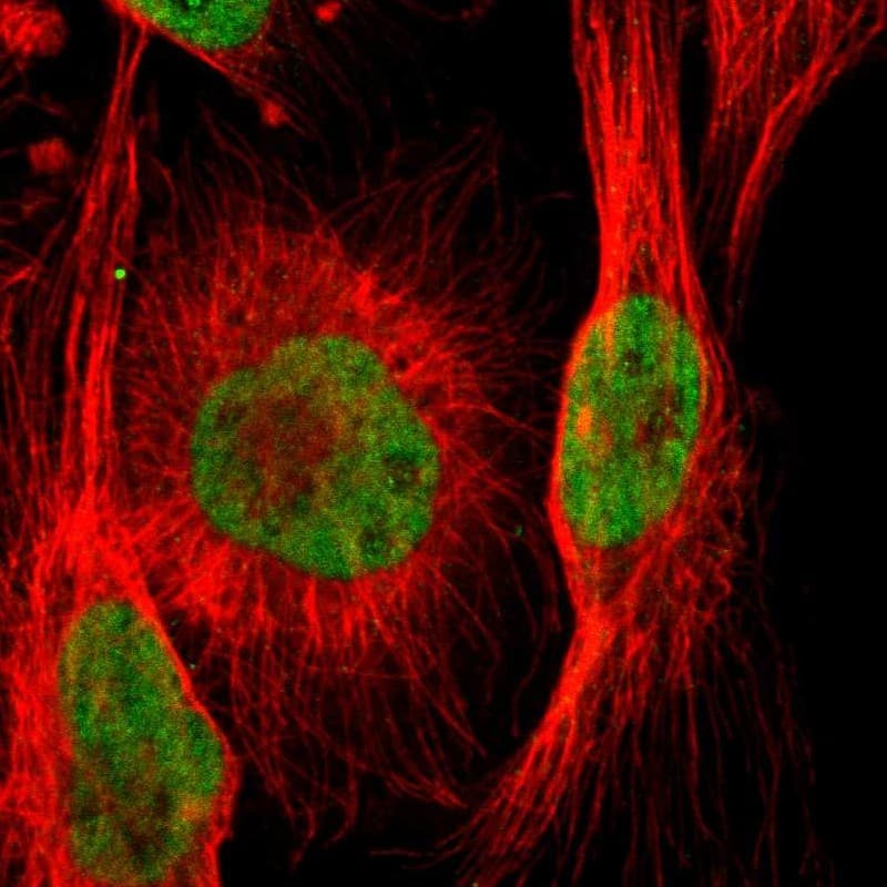 Staining of human cell line U-251 MG shows localization to nucleoplasm.