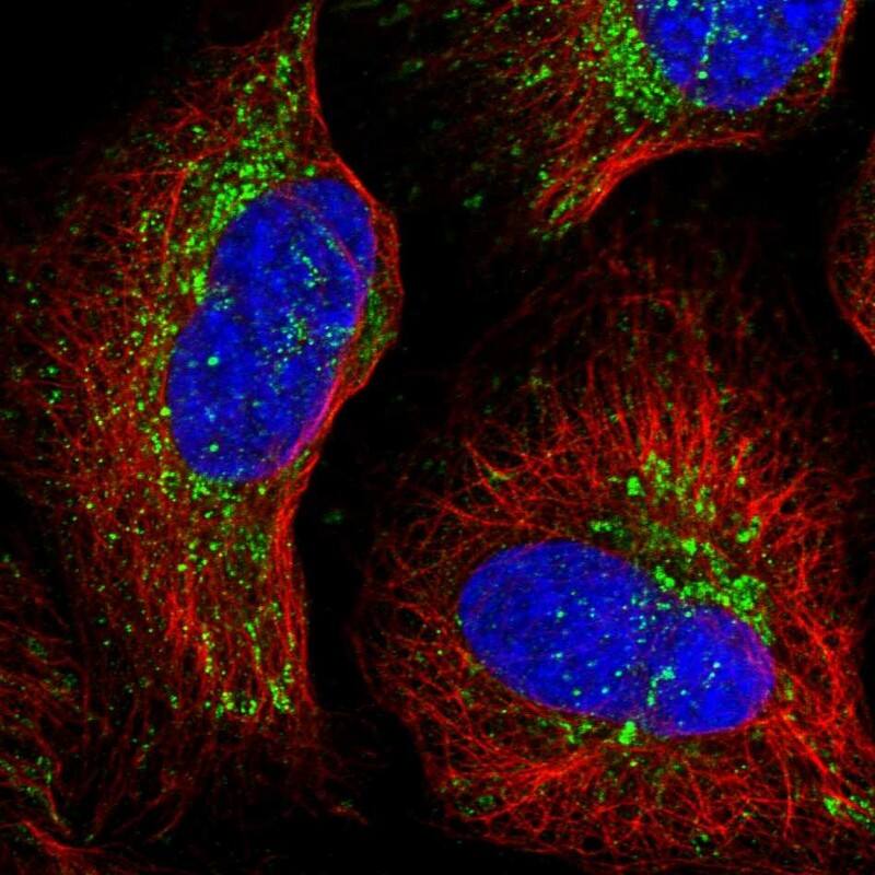Staining of human cell line U-2 OS shows localization to mitochondria.