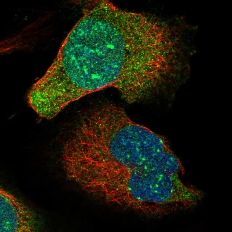 Immunocytochemistry/ Immunofluorescence MIS18A Antibody - BSA Free