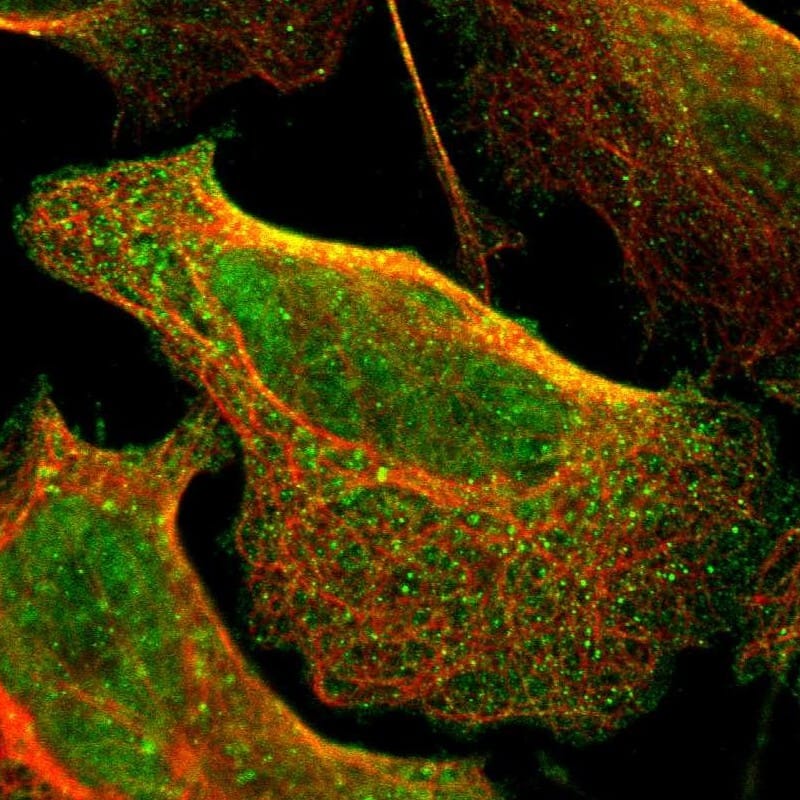 Immunocytochemistry/ Immunofluorescence CD79B Antibody - BSA Free