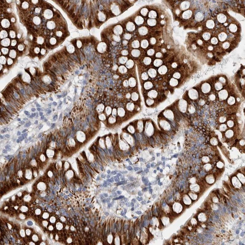 Staining of human small intestine shows strong cytoplasmic positivity in glandular cells.