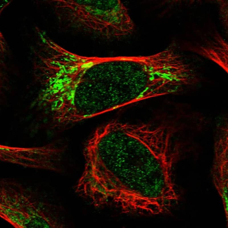 Staining of human cell line U-2 OS shows localization to nucleoplasm & mitochondria.