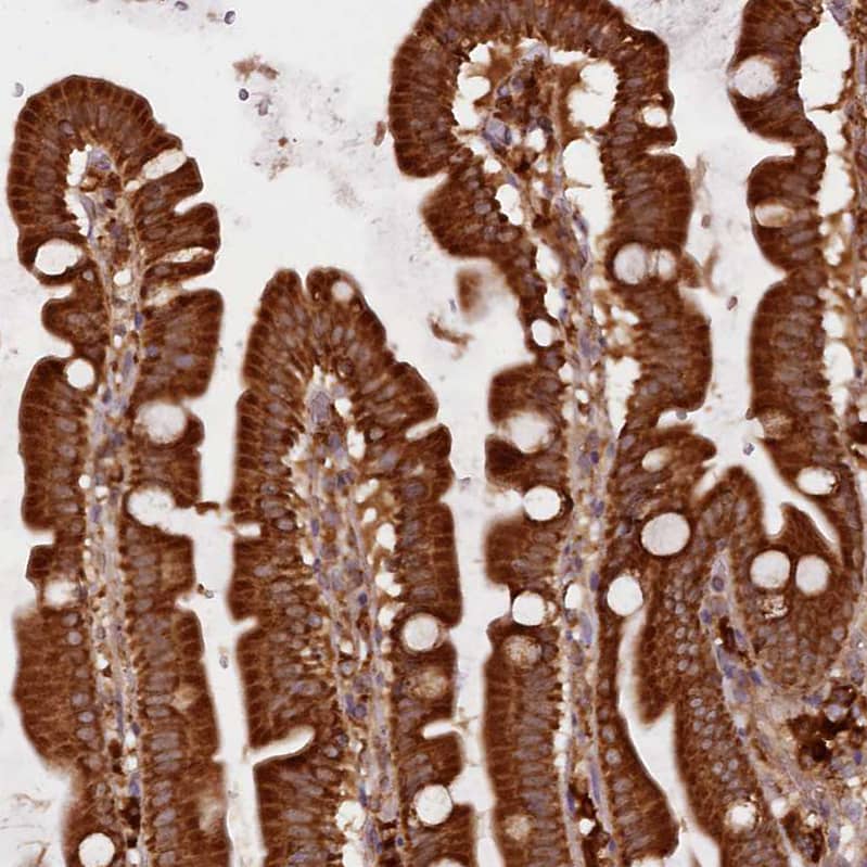 Staining of human small intestine shows strong cytoplasmic positivity in glandular cells.