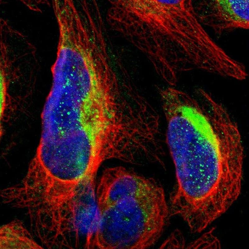 Staining of human cell line U-2 OS shows localization to cytosol.