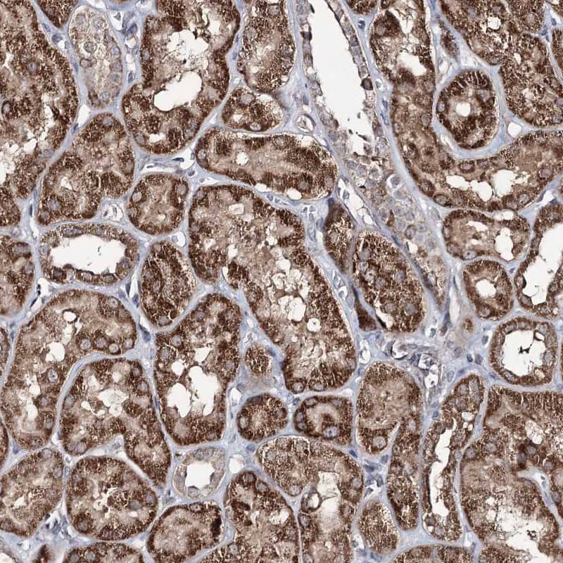 Immunohistochemistry-Paraffin ACTR6 Antibody - BSA Free