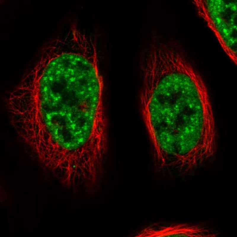 Staining of human cell line U-2 OS shows localization to nuclear speckles.