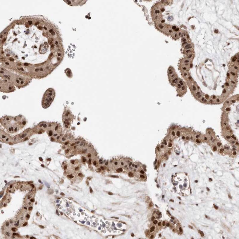 Staining of human placenta shows strong nuclear positivity in trophoblastic cells.