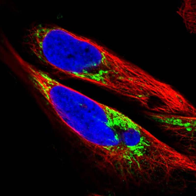 Staining of human cell line U-2 OS shows localization to mitochondria.