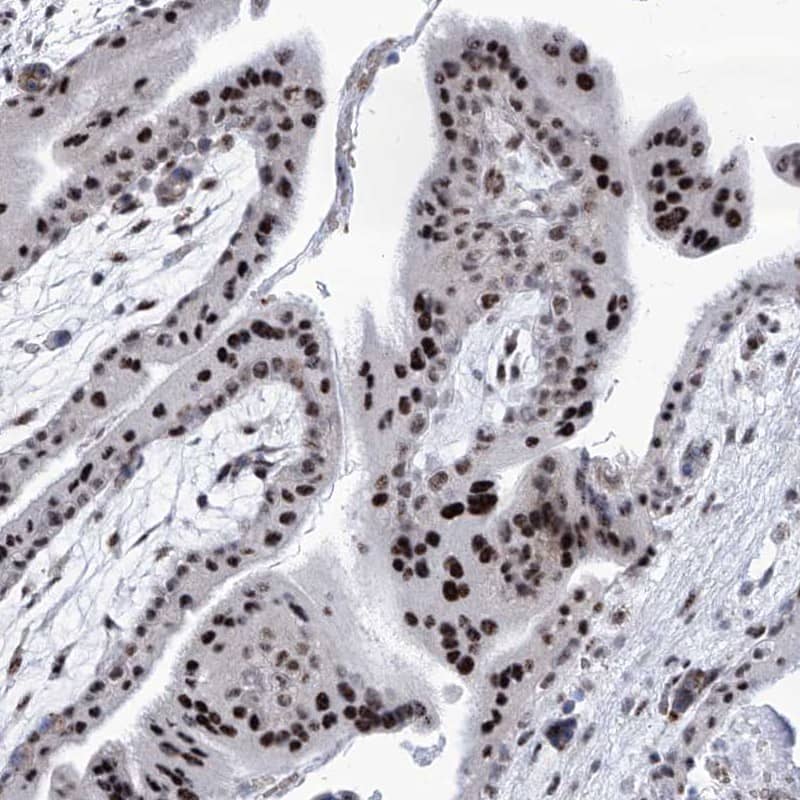 Staining of human placenta shows strong nuclear positivity in trophoblastic cells.