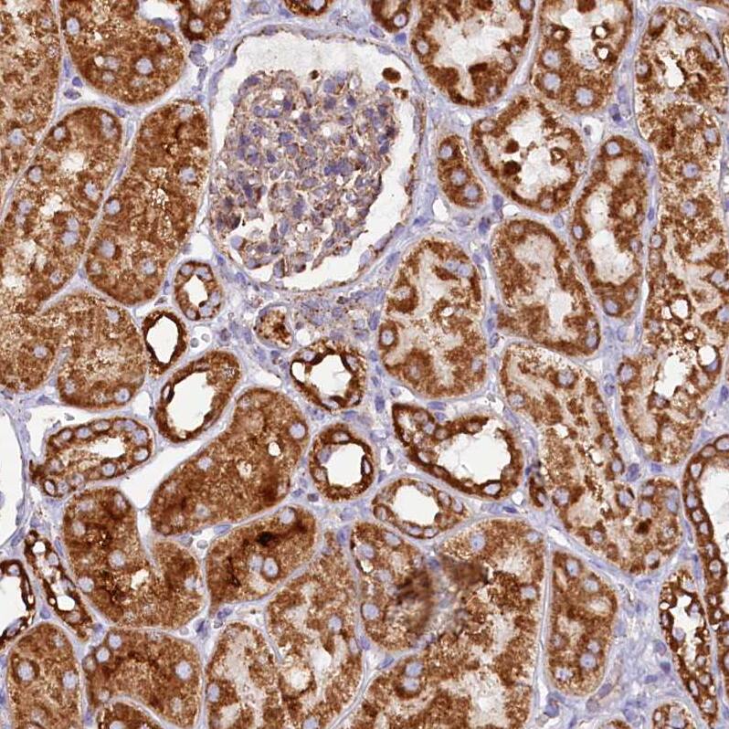 Staining of human kidney shows strong cytoplasmic granular positivity in cells in tubules.
