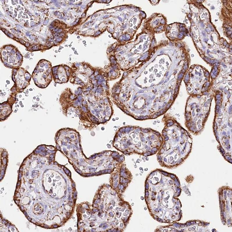 Staining of human placenta shows strong cytoplasmic granular positivity in trophoblastic cells.