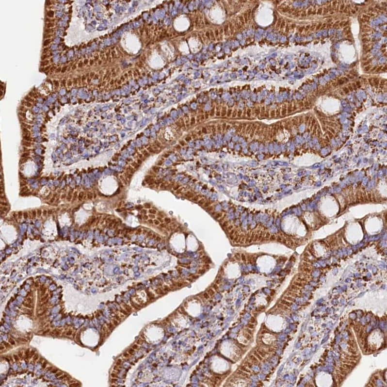 Staining of human duodenum shows strong cytoplasmic granular positivity in glandular cells.