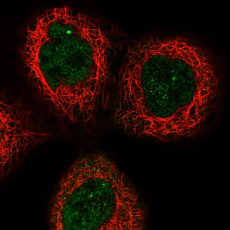 Staining of human cell line A-431 shows localization to nuclear bodies.