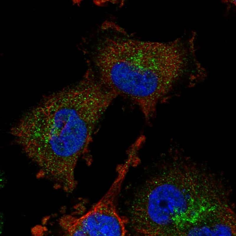 Staining of human cell line U-251 MG shows localization to nucleoplasm & the Golgi apparatus.