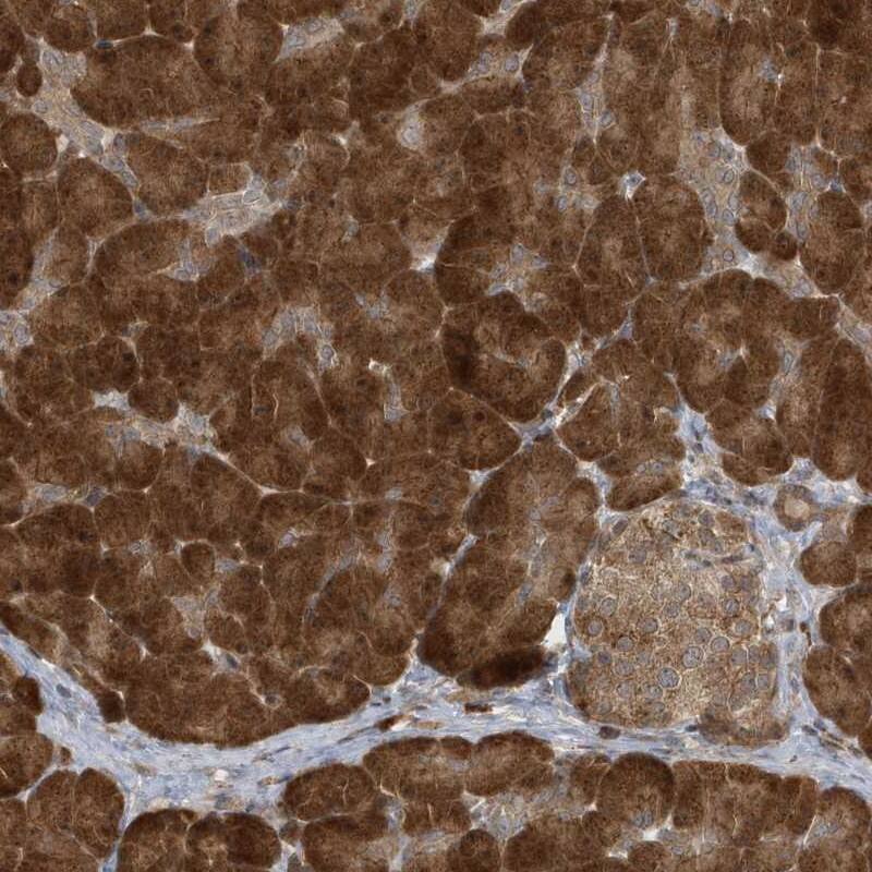 Staining of human pancreas shows strong cytoplasmic positivity in exocrine glandular cells.